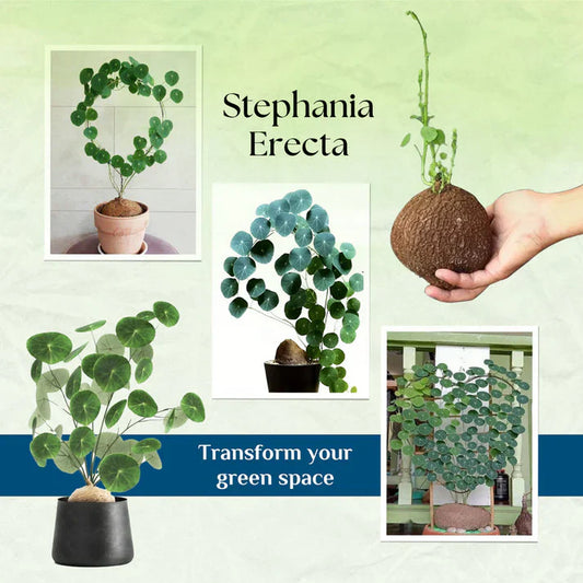 Stephania Erecta - The Everlasting Lucky Green Plant